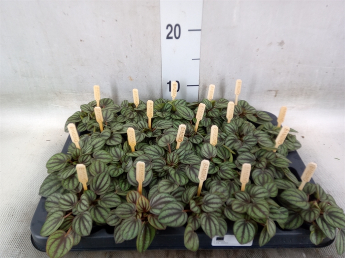 <h4>Peperomia albov. 'Piccolo Banda'</h4>