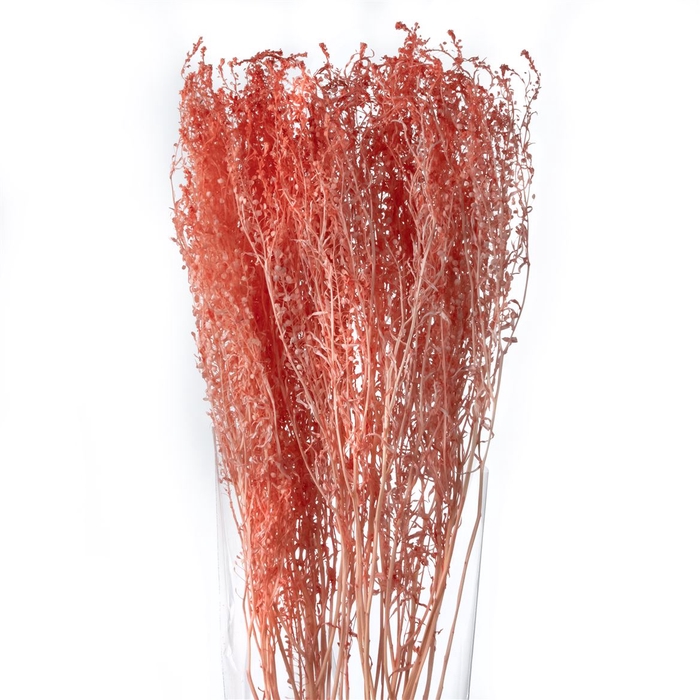 Thlaspi Preserved Living Coral