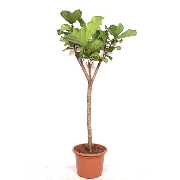 <h4>Ficus lyrata</h4>