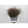 Panicum Virgatum Warrior