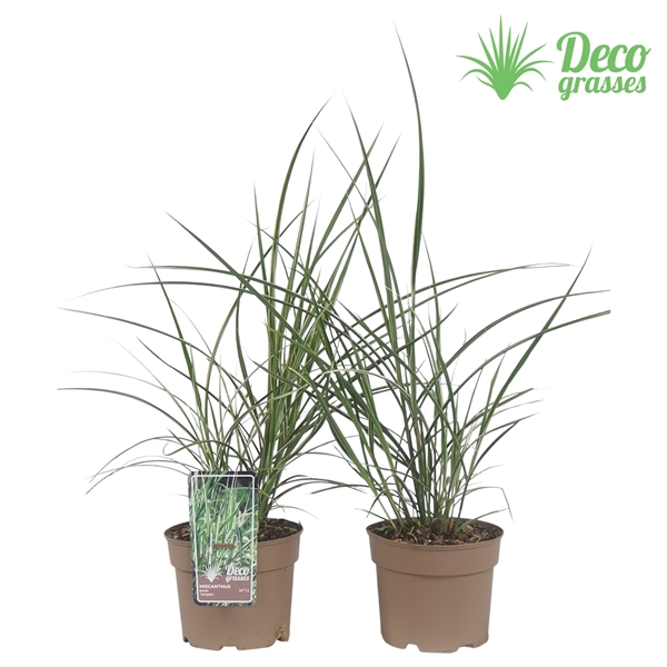 <h4>Miscanthus sinensis 'Variegatus'</h4>