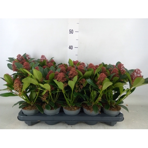 Skimmia jap. 'Rubella'