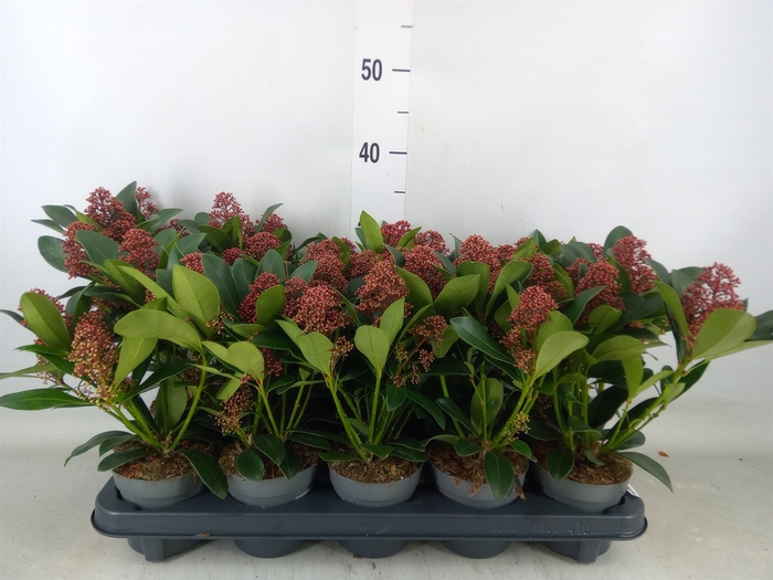 <h4>Skimmia jap. 'Rubella'</h4>