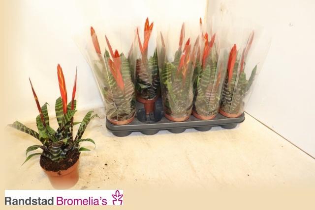 <h4>VRIES SPLENRIET</h4>