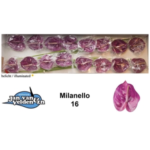 Anth A Milanello 11 cm X16 Jan van Velden