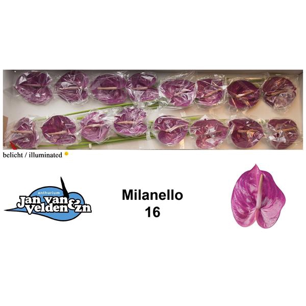 <h4>Anth A Milanello 11 cm X16 Jan van Velden</h4>
