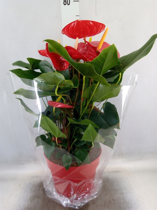 <h4>Anthurium andr. 'Oklahoma'</h4>