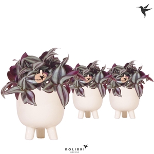 Kolibri Greens Tradescantia Zebrina in Gummy pot travertine