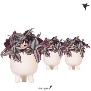 Kolibri Greens Tradescantia Zebrina in Gummy pot travertine