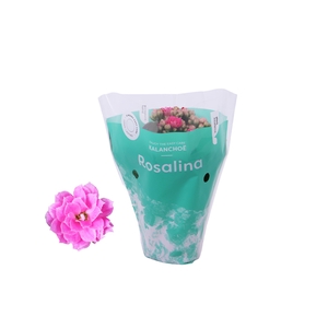 Kalanchoe Rosalina Don Nando 7cm