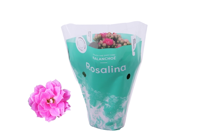 <h4>Kalanchoe Rosalina Don Nando 7cm</h4>