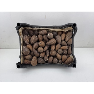 Pinea Mini Naturel X75 Crate