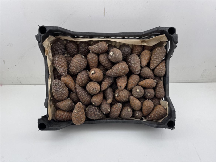 <h4>Pinea Mini Naturel X75 Crate</h4>