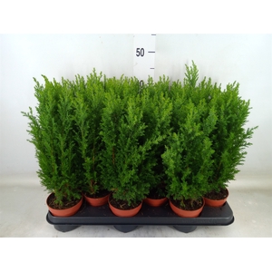 Chamaecyparis laws. 'Ellwoodii'