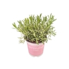 Lavandula angustifolia Rosea