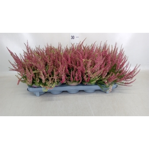 Calluna vulg. 'Garden G Loki'