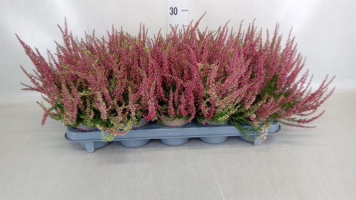 <h4>Calluna vulg. 'Garden G Loki'</h4>
