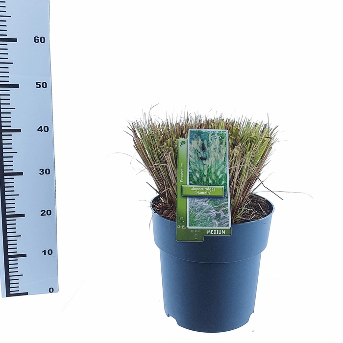 <h4>Pennisetum alopecuroides Hameln</h4>