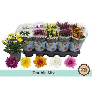 Chrysant Double Mix