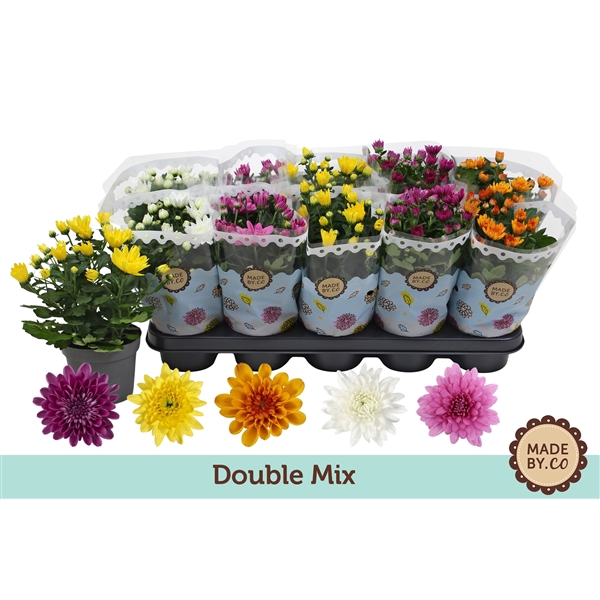 <h4>Chrysant Double Mix</h4>