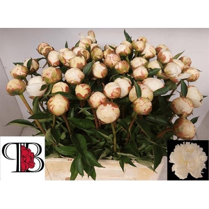 Paeo L Mary Nicholls