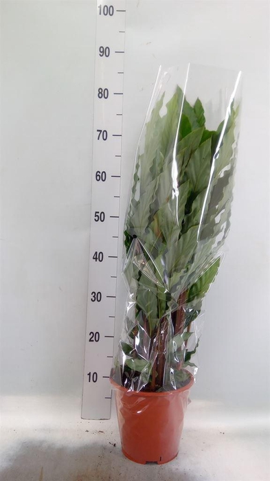 <h4>Calathea   ...mix</h4>