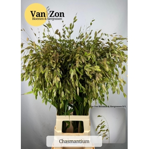 Chasmanth Latifolium 90 Cm
