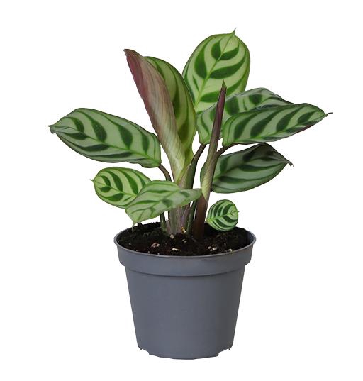 <h4>CALATHEA HYBRIDA P6 AMAB</h4>