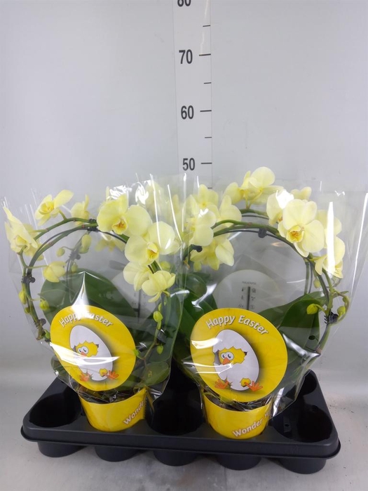 <h4>Phalaenopsis   ...</h4>