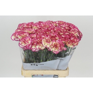 Dianthus St Supersic
