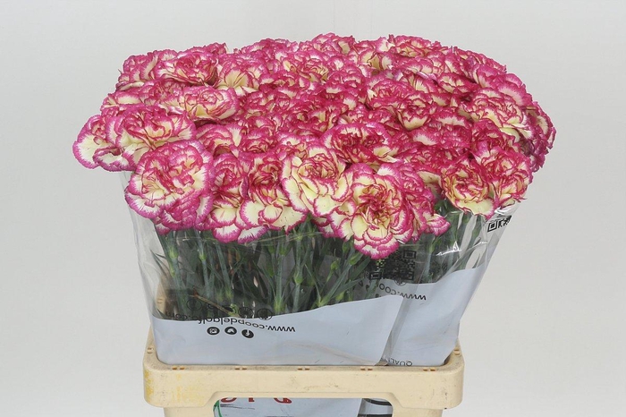 <h4>Dianthus St Supersic</h4>