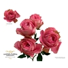 Rosa Spray Garden Volkova