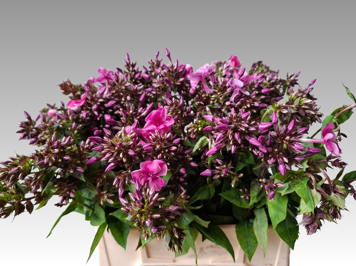 <h4>PHLOX P WINDSOR</h4>