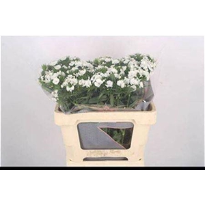 Di Barb Breanthus Duke White