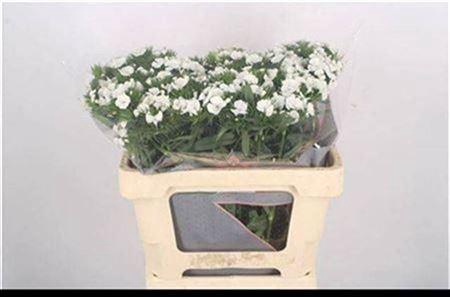 <h4>Di Barb Breanthus Duke White</h4>