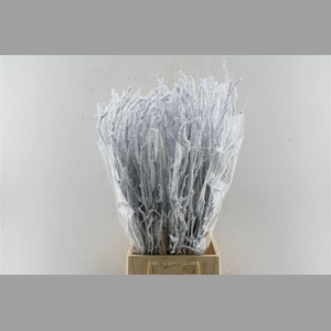 Berk Betula Snow 70cm