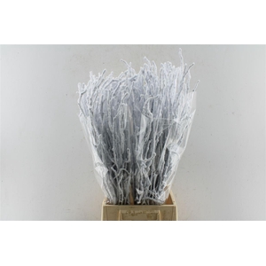 Berk Betula Snow 70cm