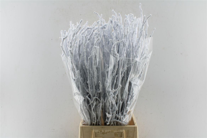 <h4>Berk Betula Snow 70cm</h4>