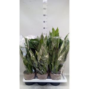 Spathiphyllum  'Diamond'