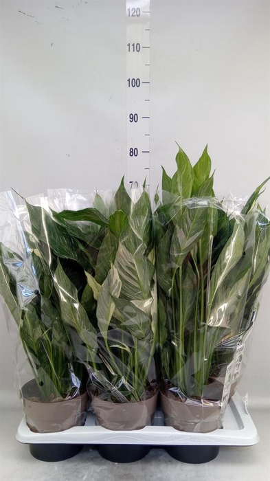 <h4>Spathiphyllum  'Diamond'</h4>