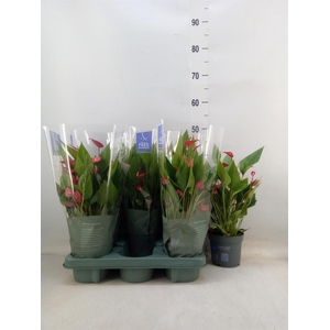 Anthurium andr. 'Mill Flowers Red'