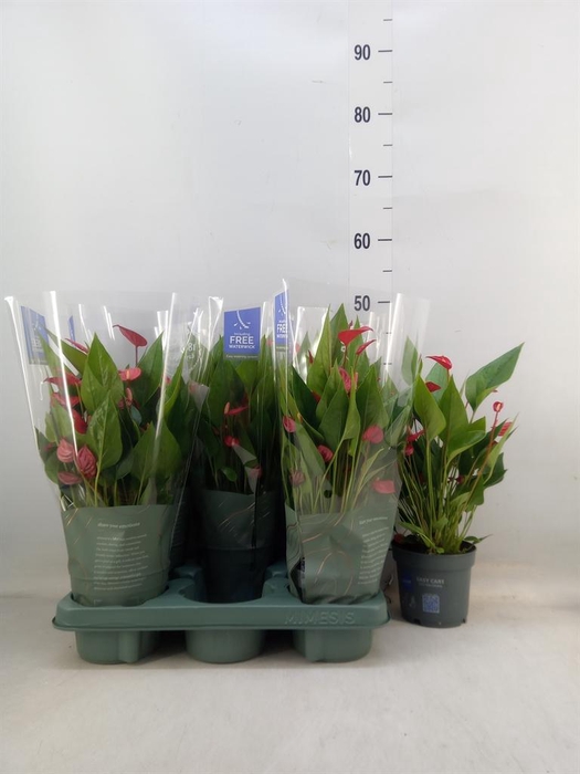 <h4>Anthurium andr. 'Mill Flowers Red'</h4>