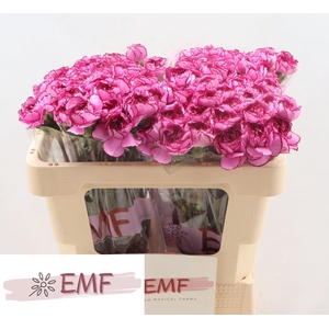 DI ST ROYAL DAMASCUS