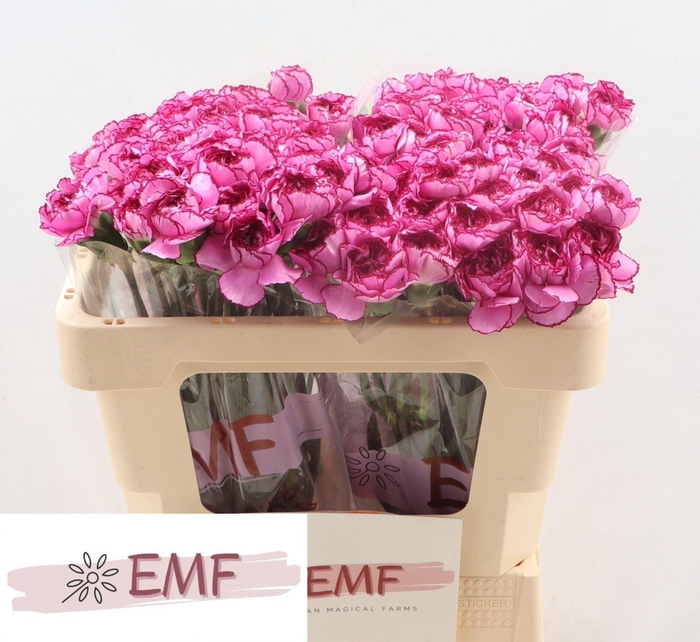 <h4>DI ST ROYAL DAMASCUS</h4>