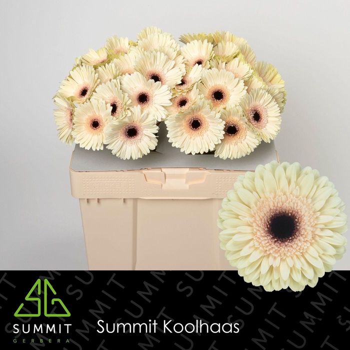 <h4>GE GR ECLAIR EXTRA LANG</h4>