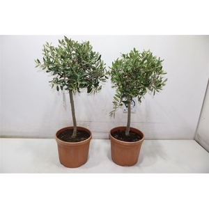 arr8 Olea Europaea Bonsai 65cm