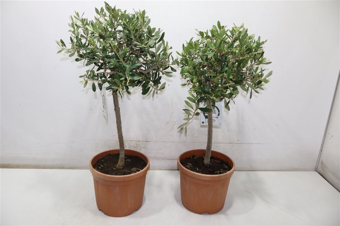 <h4>arr8 Olea Europaea Bonsai 65cm</h4>