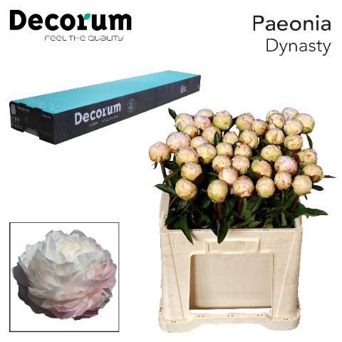 <h4>PAEO L DYNASTY 828.</h4>