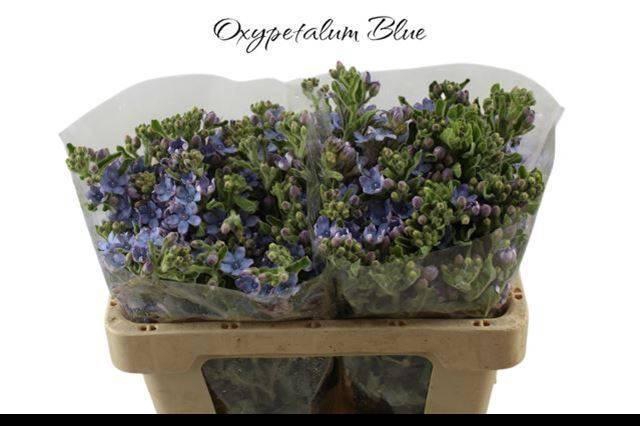 <h4>Oxy Co Tan Pure Blu</h4>