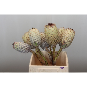 Protea Barbigera White No leaves